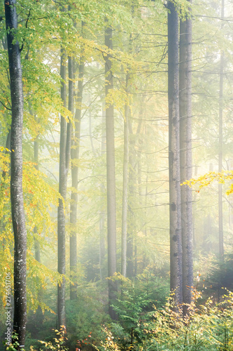 ancient beech forest on foggy autumn morning. yellow lush foliage. beautiful nature scenery