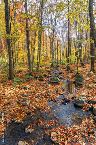 small brook among rock in forest. beautiful autumn nature scenery. trees in colorful foliage on a sunny day in park.