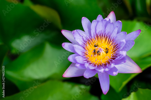 Lotus flower in the basin