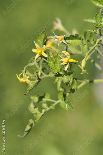 Tomatenpflanze mit gelben Blüten