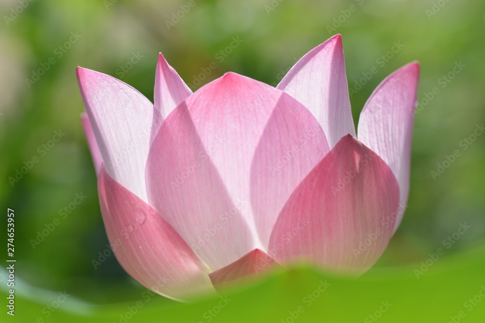macro and closeup of pink blooming lotus flower macro and closeup of pink blooming lotus flower