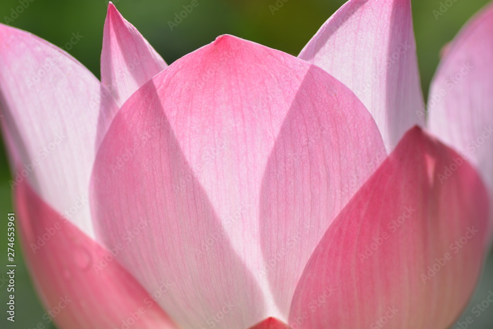 lotus flowers blooming with the morning light