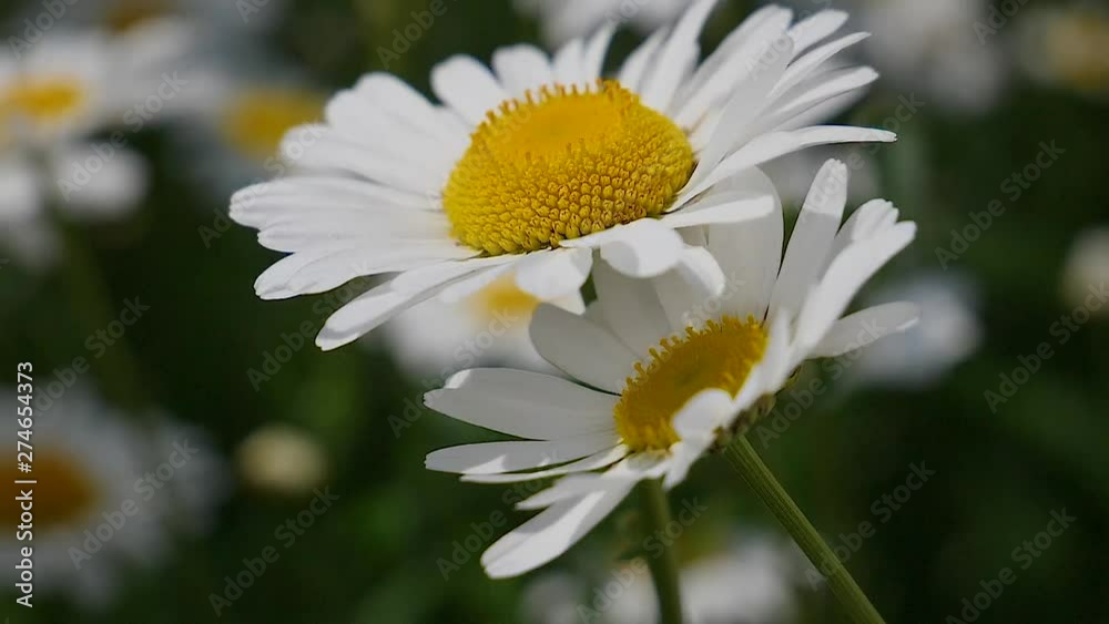 Daisy flower in a field on nature on a sunny day Daisy flower in a field on nature on a sunny day