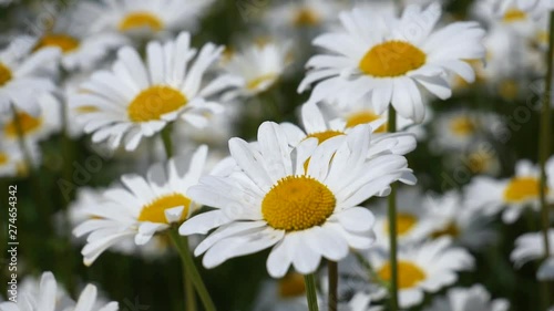 Wildflowers chamomile in a field, in nature.