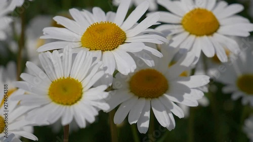 Wildflowers chamomile in a field, in nature.