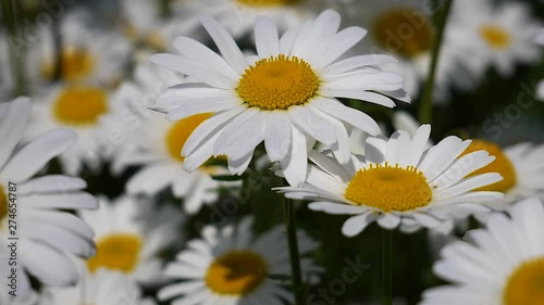 Wildflowers chamomile in a field, in nature.