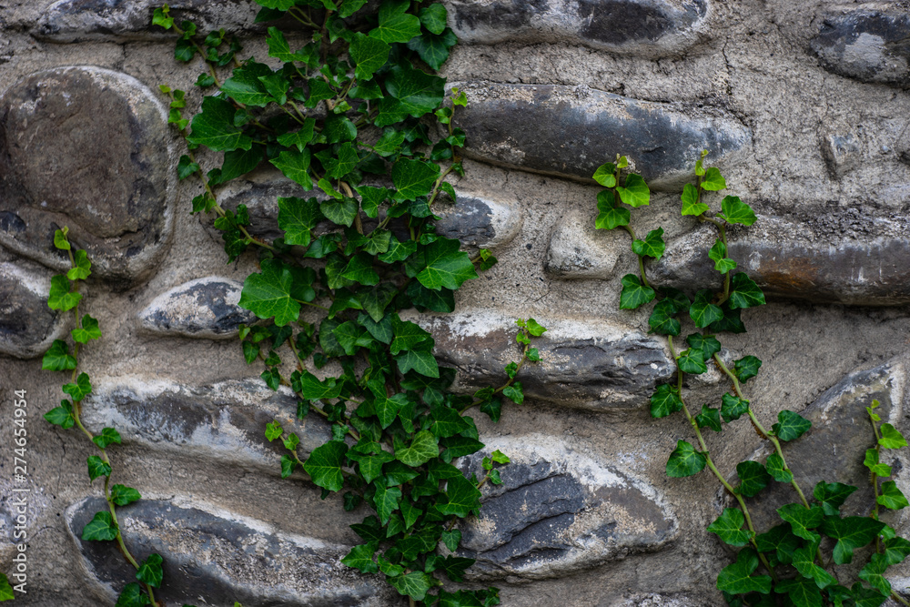 Stone wall with ivy plant Stone wall with ivy plant