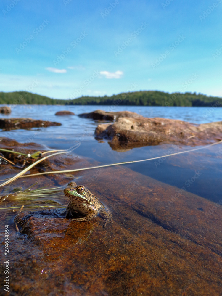 Green frog on the rocky shoreline of a Canadian lake Green frog on the rocky shoreline of a Canadian lake