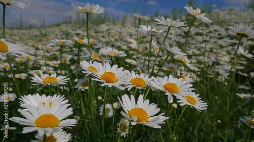 Wildflowers chamomile in a field, in nature.
