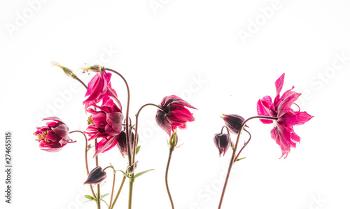 Photographie columbine flower on the white background