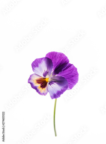 pansy flower on the white background