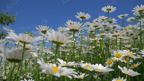 Chamomiles in the summer field close-up