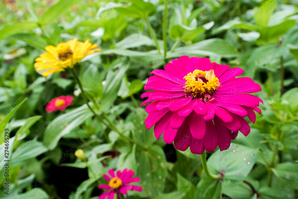 Fototapeta premium Amazing beautiful colorful flowers background