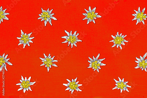 .texture background red with white flowers Edelweiss  Leontopodium nivale.