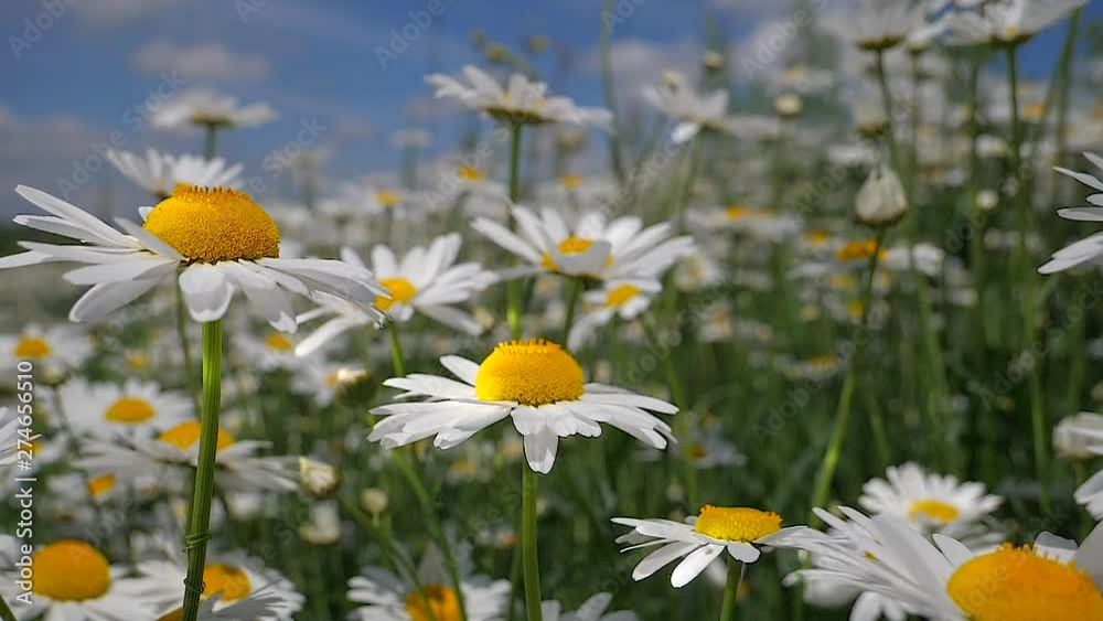 Daisy flower in a field on nature on a sunny day Daisy flower in a field on nature on a sunny day