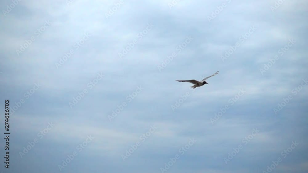 Flight of a seagull in the sky over the sea. Slow motion. Flight of a seagull in the sky over the sea. Slow motion.