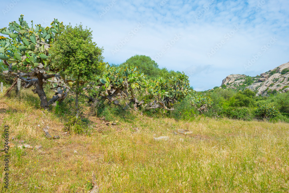 Fototapeta premium Scenic landscape of green hills and rocky mountains of the island of Sardinia in spring