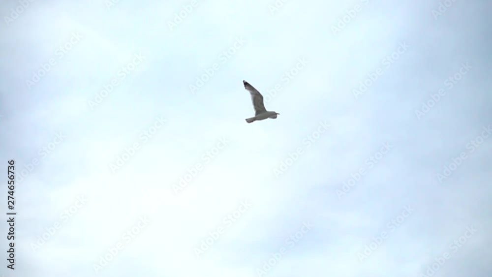 Flight of a seagull in the sky over the sea. Slow motion. Flight of a seagull in the sky over the sea. Slow motion.