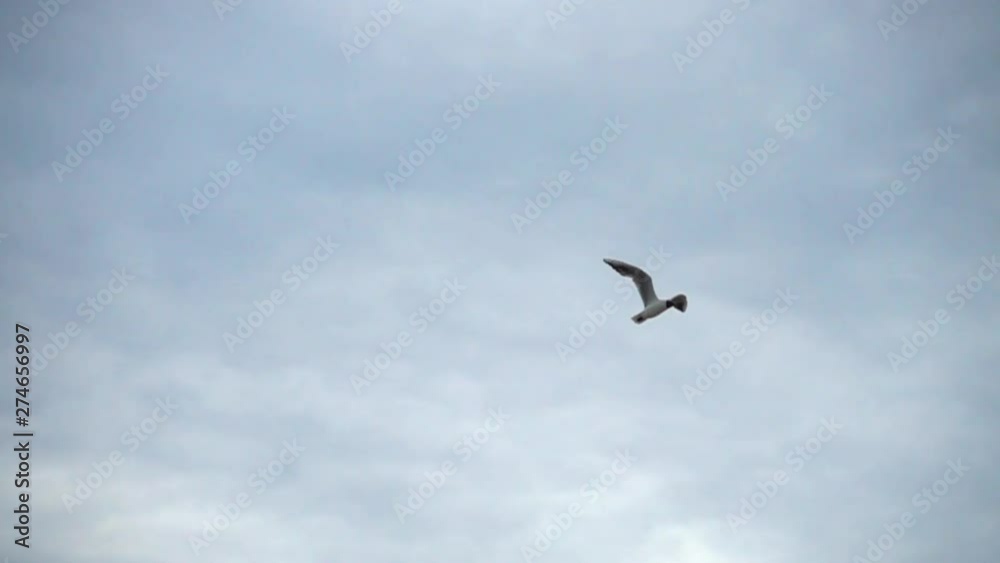 Flight of a seagull in the sky over the sea. Slow motion. Flight of a seagull in the sky over the sea. Slow motion.