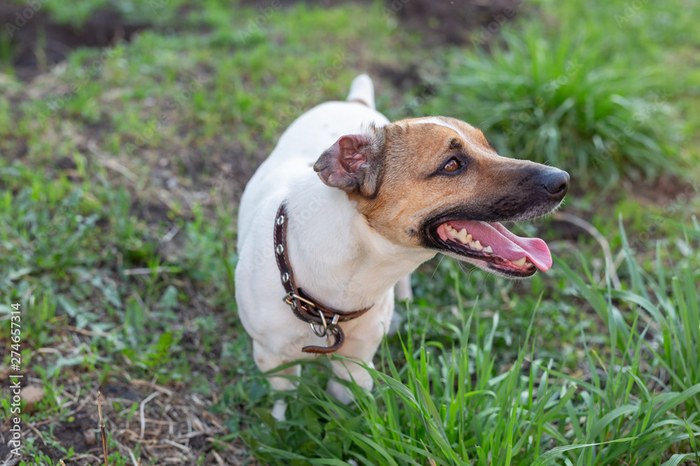 Good little dog Jack Russell Terrier is lying on the lawn on a sunny summer day and is looking at his master. The concept of favorite pets.