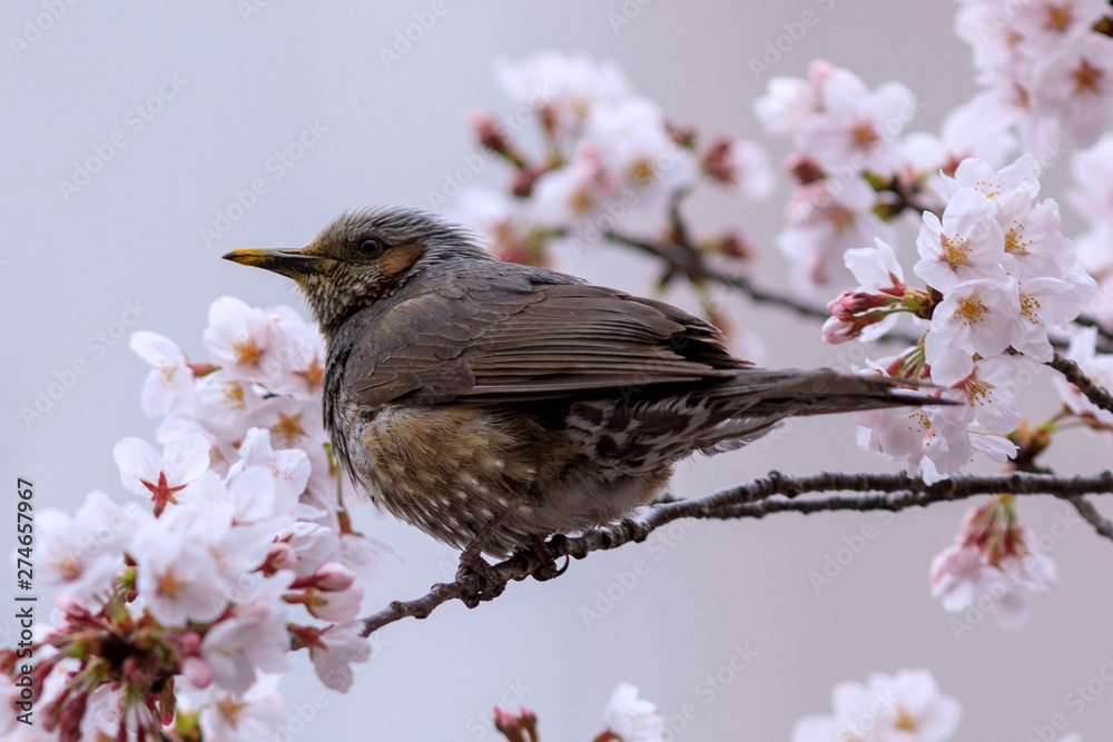 Fototapeta premium 桜 42
