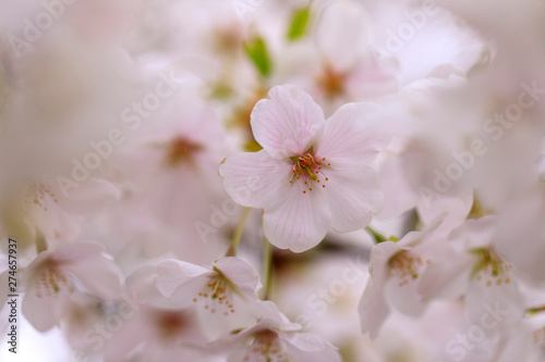 桜 41