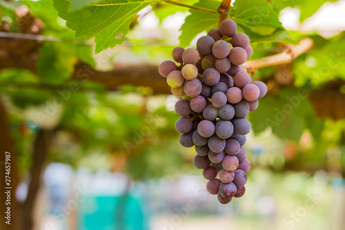 Bunch of grapes in the vineyard