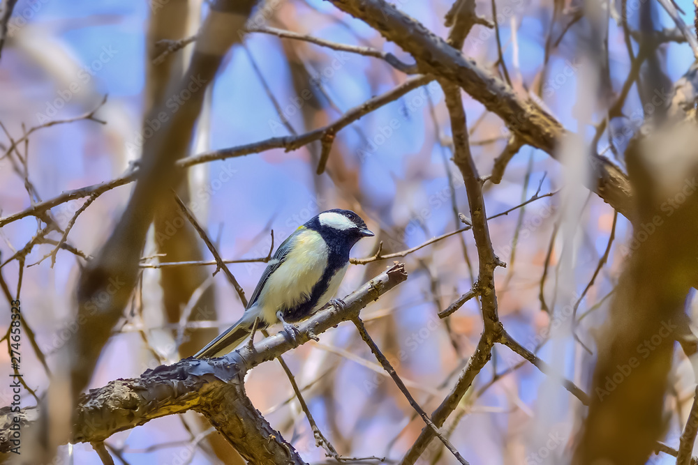 Naklejka premium シジュウカラ