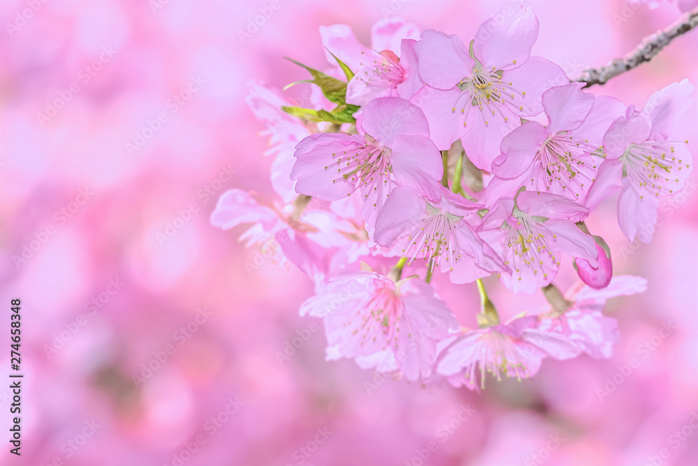 Fototapeta premium 桜の開花イメージ 