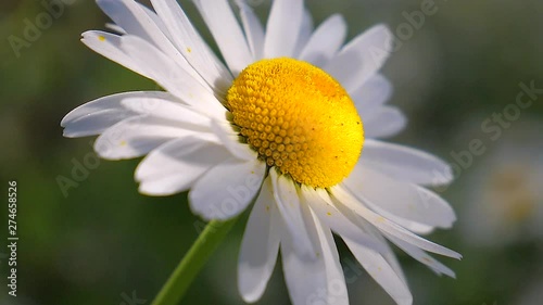 Wildflowers chamomile in a field, in nature.