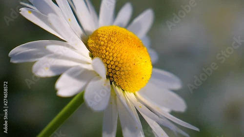 Wildflowers chamomile in a field, in nature.