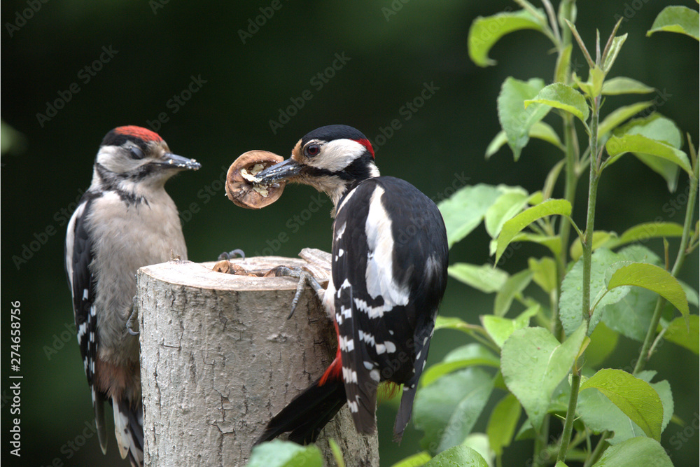 Fototapeta premium Buntspecht mit Jungem
