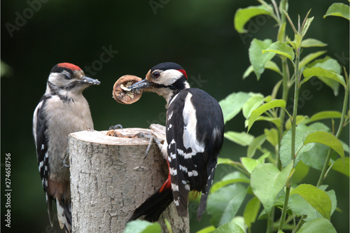 Buntspecht mit Jungem