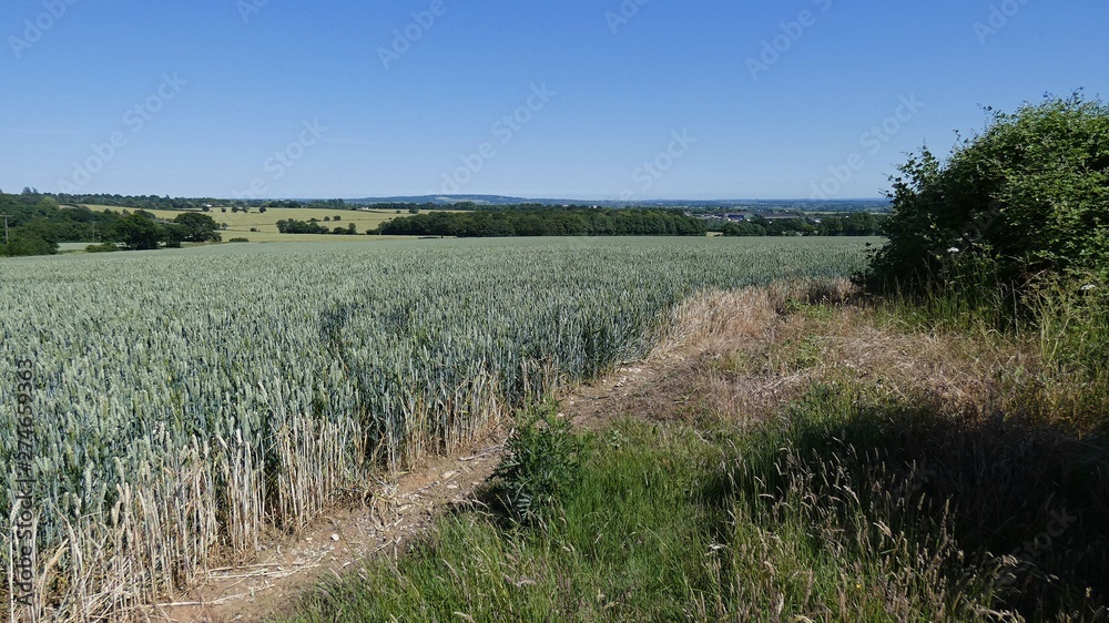 Wheat Field on Summers Day 3