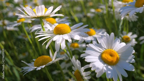 Chamomile flowers in nature