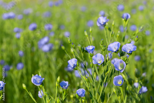flax field with blue flowers photo