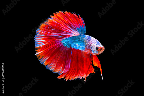Foto The moving moment beautiful of red and blue siamese betta fish or fancy betta splendens fighting fish in thailand on black background