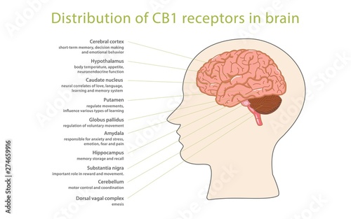 Distribution of CB1 receptors in brain