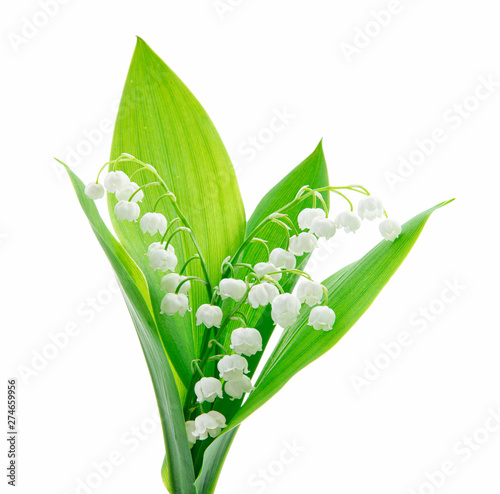 Lily of the valley isolated on white background photo