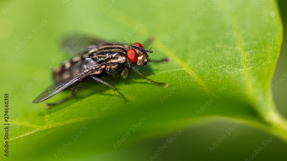 Portrait of a fly on a green leaf in the park Portrait of a fly on a green leaf in the park