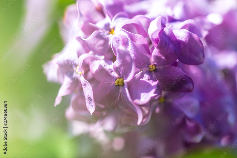 Lilac flowers on the branches of a tree in the park Lilac flowers on the branches of a tree in the park