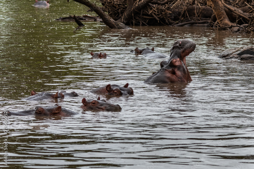 Hippo with open muzzle in the water. African Hippopotamus, Hippopotamus amphibius capensis, with evening sun, animal in the nature water habitat, Botswana, Africa Hippo with open muzzle in the water. African Hippopotamus, Hippopotamus amphibius capensis, with evening sun, animal in the nature water habitat, Botswana, Africa