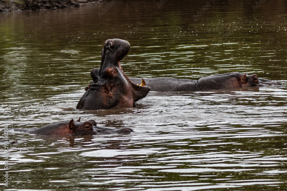 Hippo with open muzzle in the water. African Hippopotamus, Hippopotamus amphibius capensis, with evening sun, animal in the nature water habitat, Botswana, Africa Hippo with open muzzle in the water. African Hippopotamus, Hippopotamus amphibius capensis, with evening sun, animal in the nature water habitat, Botswana, Africa