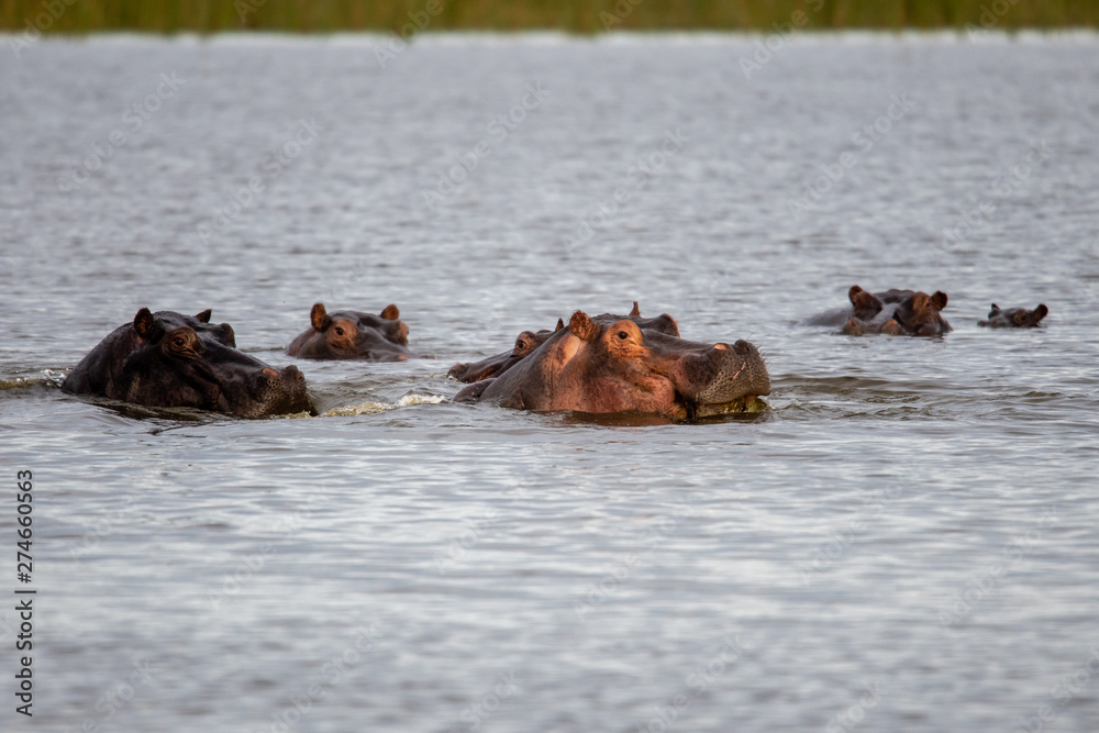 Fototapeta premium Hippo with open muzzle in the water. African Hippopotamus, Hippopotamus amphibius capensis, with evening sun, animal in the nature water habitat, Botswana, Africa