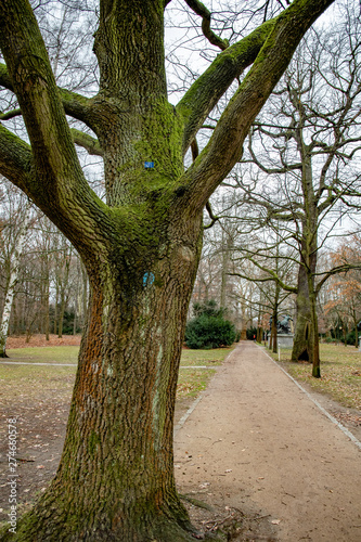 Branched trunk of huge tree growing near footpath in Tiergarten park of Berlin Germany. Tree trunk covered with green moss and lichens. Tranquil landscape with nobody in fall season.