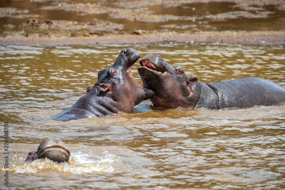 Hippo with open muzzle in the water. African Hippopotamus, Hippopotamus amphibius capensis, with evening sun, animal in the nature water habitat, Botswana, Africa Hippo with open muzzle in the water. African Hippopotamus, Hippopotamus amphibius capensis, with evening sun, animal in the nature water habitat, Botswana, Africa