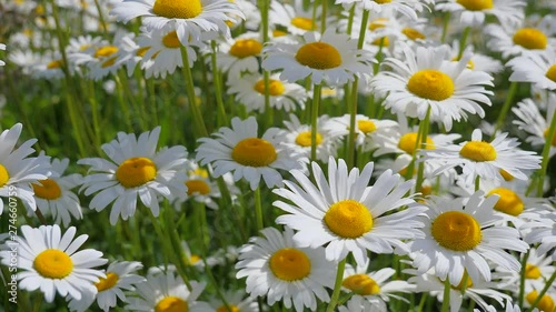 Chamomiles in the summer field close-up