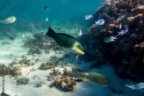 Fototapeta Naklejka Na Ścianę i Meble -  Tropical Island Reef Diving