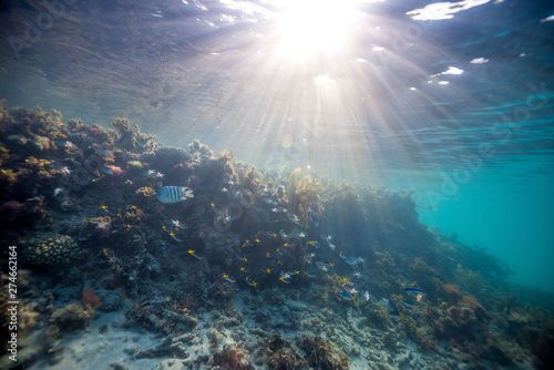 Diving Reef Coral  © Taylor