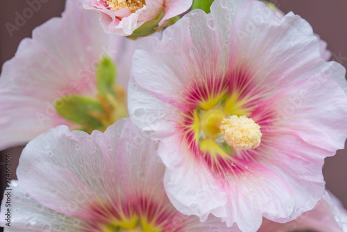 pink alcea, hollyhock flowers closeup